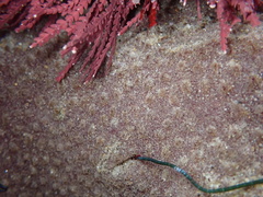 Eudistoma psammion