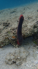Holothuria edulis