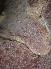 Eudistoma psammion