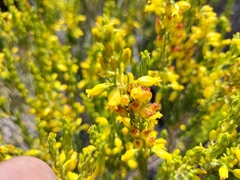 Erica parilis