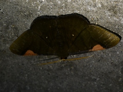 Sphacelodes vulneraria