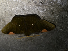 Sphacelodes vulneraria