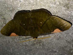 Sphacelodes vulneraria