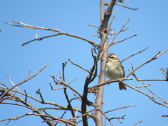 Spizella pallida