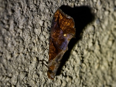 Plusiodonta incitans