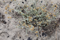 Pseudognaphalium undulatum