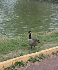 Branta canadensis