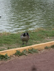 Branta canadensis