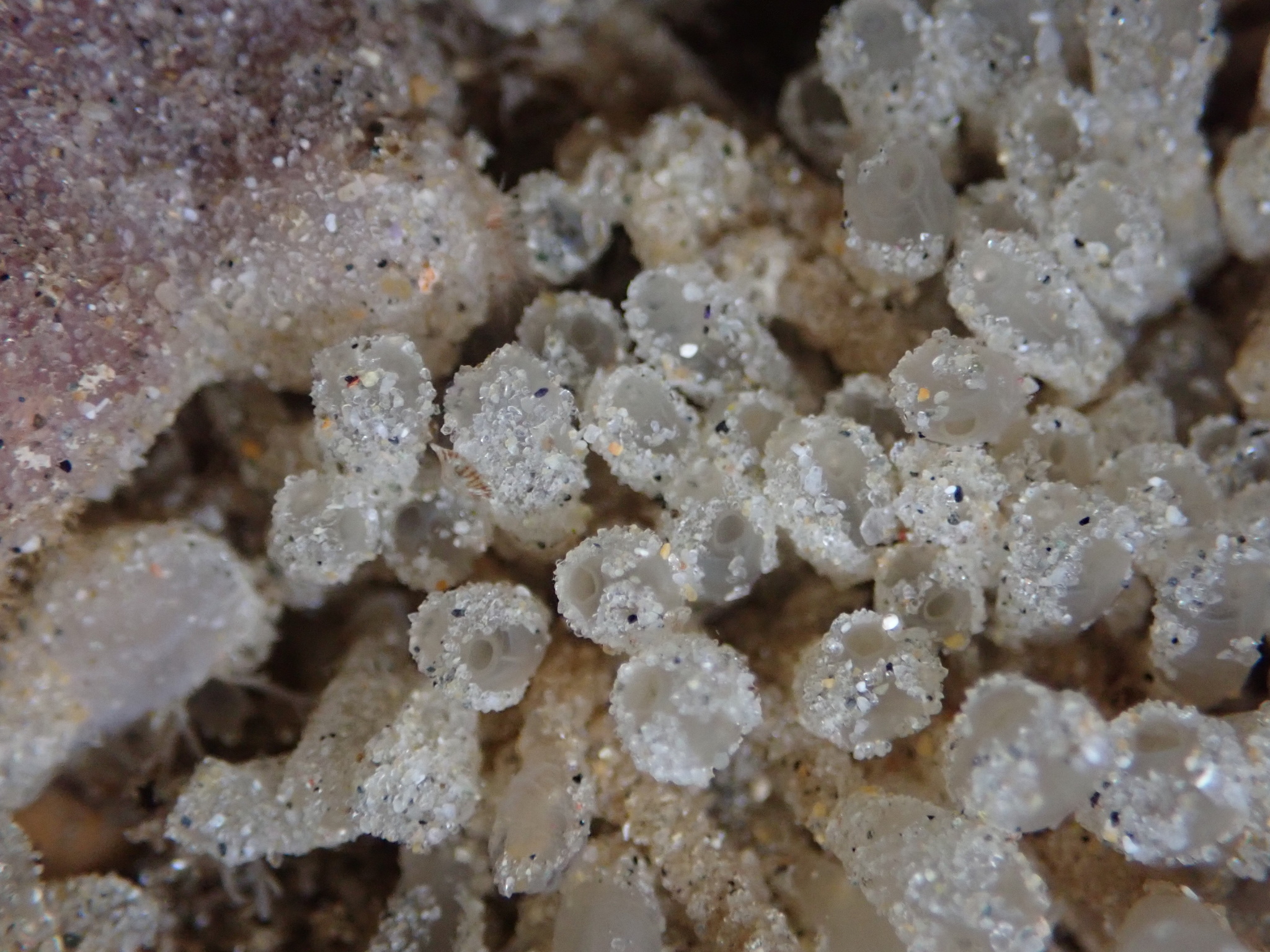 Euherdmania claviformis (Ritter, 1903)