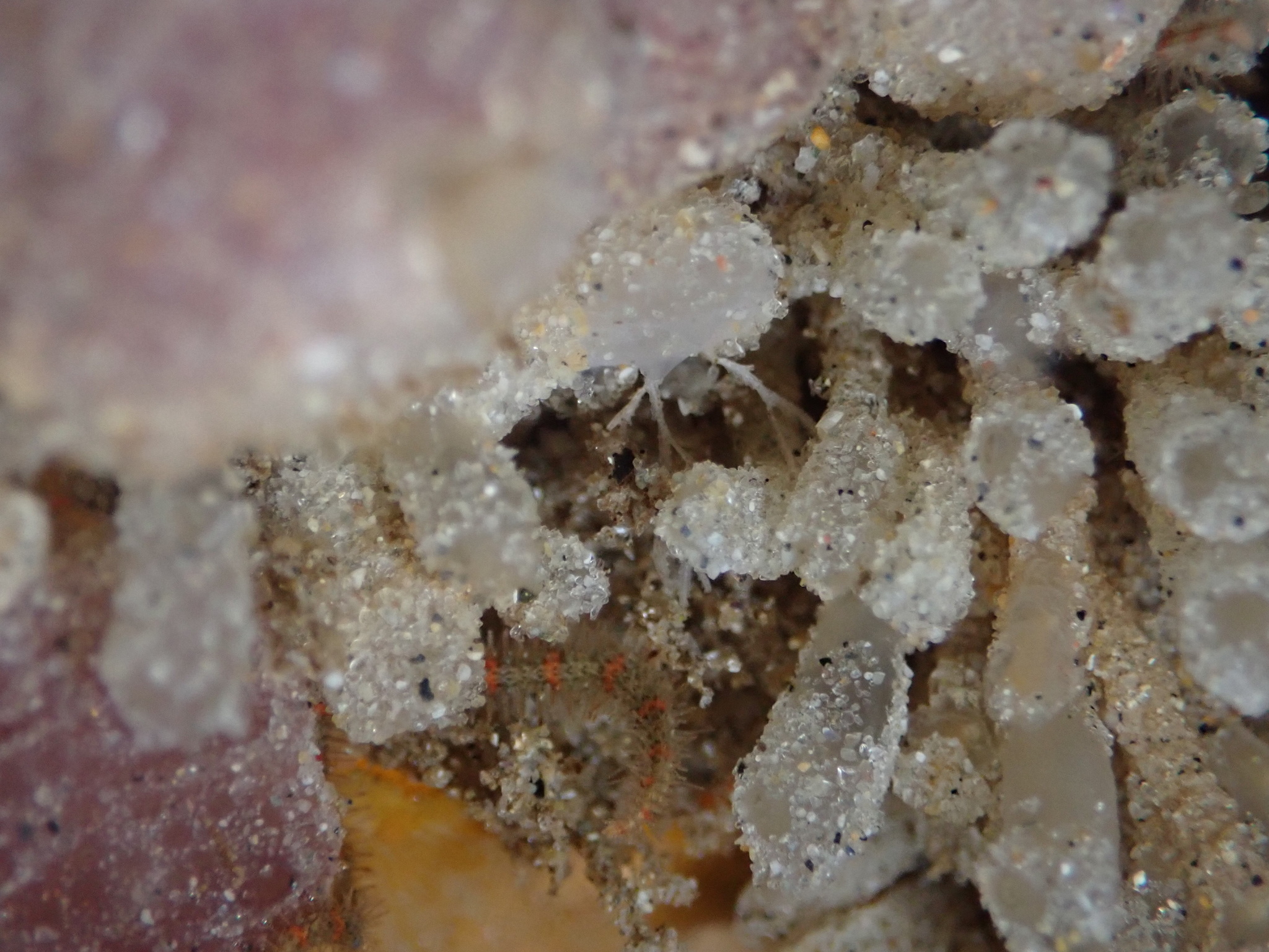 Euherdmania claviformis (Ritter, 1903)