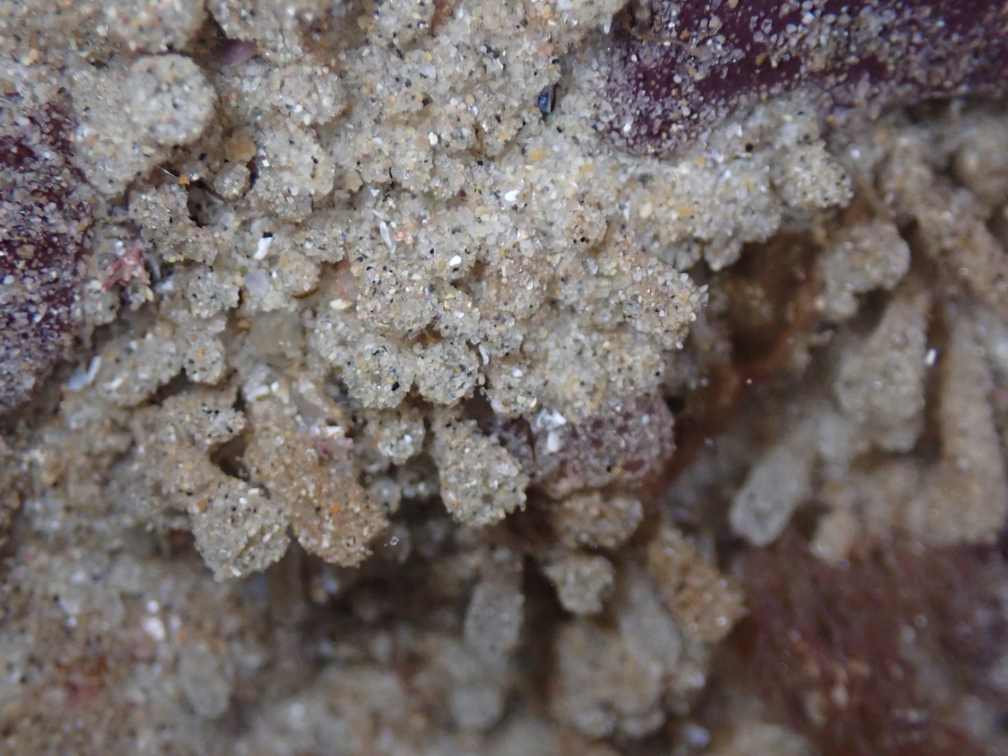Euherdmania claviformis (Ritter, 1903)
