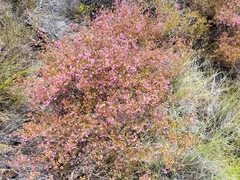 Erica multumbellifera