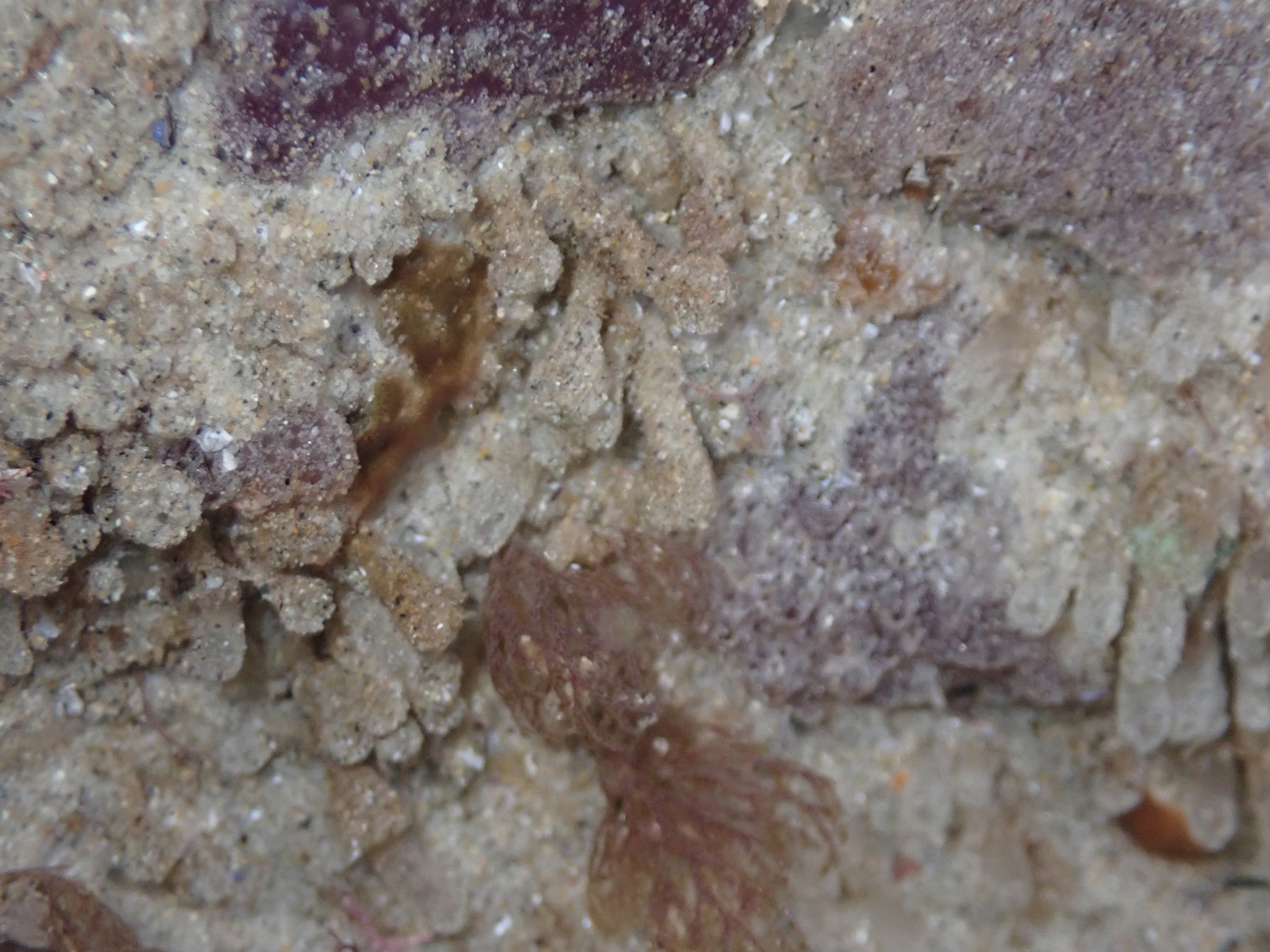 Euherdmania claviformis (Ritter, 1903)