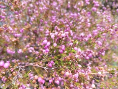Erica multumbellifera