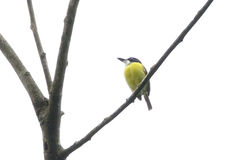 Todirostrum nigriceps