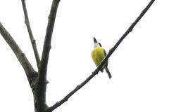 Todirostrum nigriceps