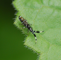 Paronellidae