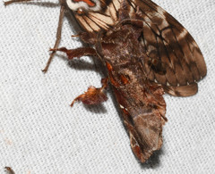 Thyrioclostera trespuntada