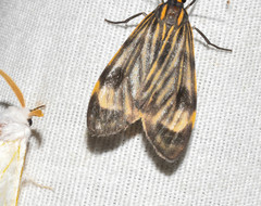 Eucereon costulata