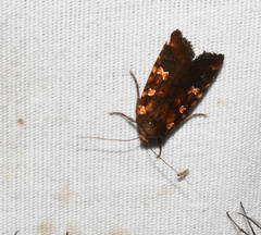 Perigea ignitincta