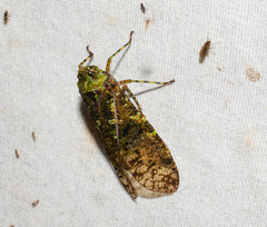 Calyptoproctina