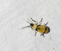 Diabrotica arcuata