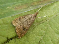 Udea ferrugalis