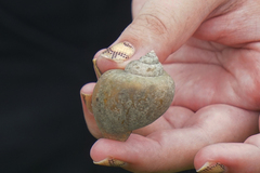 Pomacea canaliculata