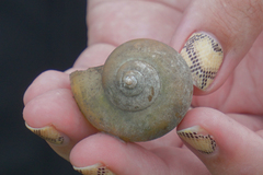 Pomacea canaliculata