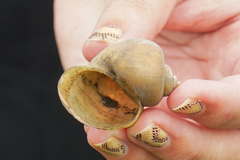 Pomacea canaliculata