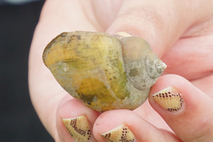 Pomacea canaliculata