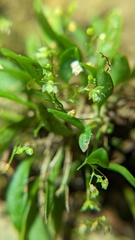 Platystele microtatantha