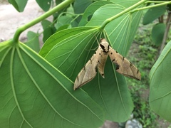 Protambulyx strigilis