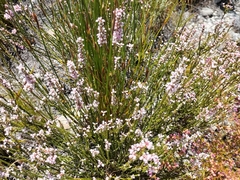 Erica articularis