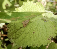 Udea ferrugalis