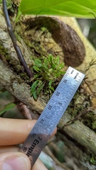 Platystele microtatantha