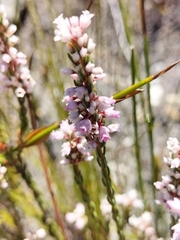 Erica articularis