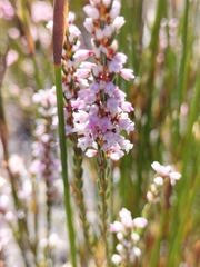 Erica articularis