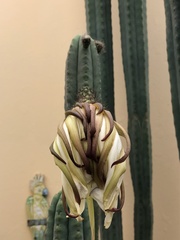 Trichocereus macrogonus