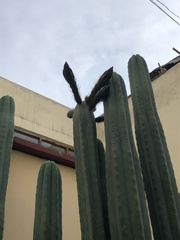 Trichocereus macrogonus