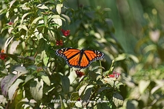 Danaus plexippus