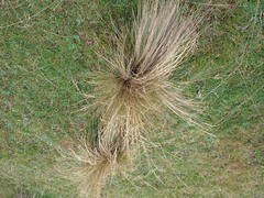 Festuca novae-zelandiae