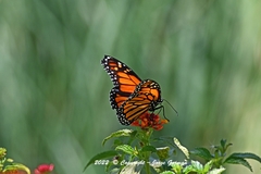 Danaus plexippus