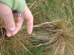 Festuca novae-zelandiae