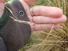 Festuca novae-zelandiae