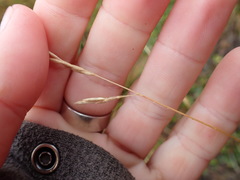 Festuca novae-zelandiae