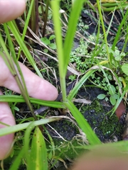 Cyperus congestus