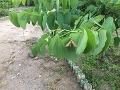 Protambulyx strigilis