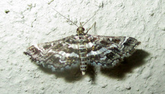 Diasemiopsis