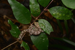 Bavayia sauvagii